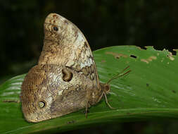 Image of Selenophanes cassiope Cramer 1776