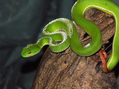 Image of Trimeresurus rubeus (Malhotra, Thorpe, Mrinalini & Stuart 2011)