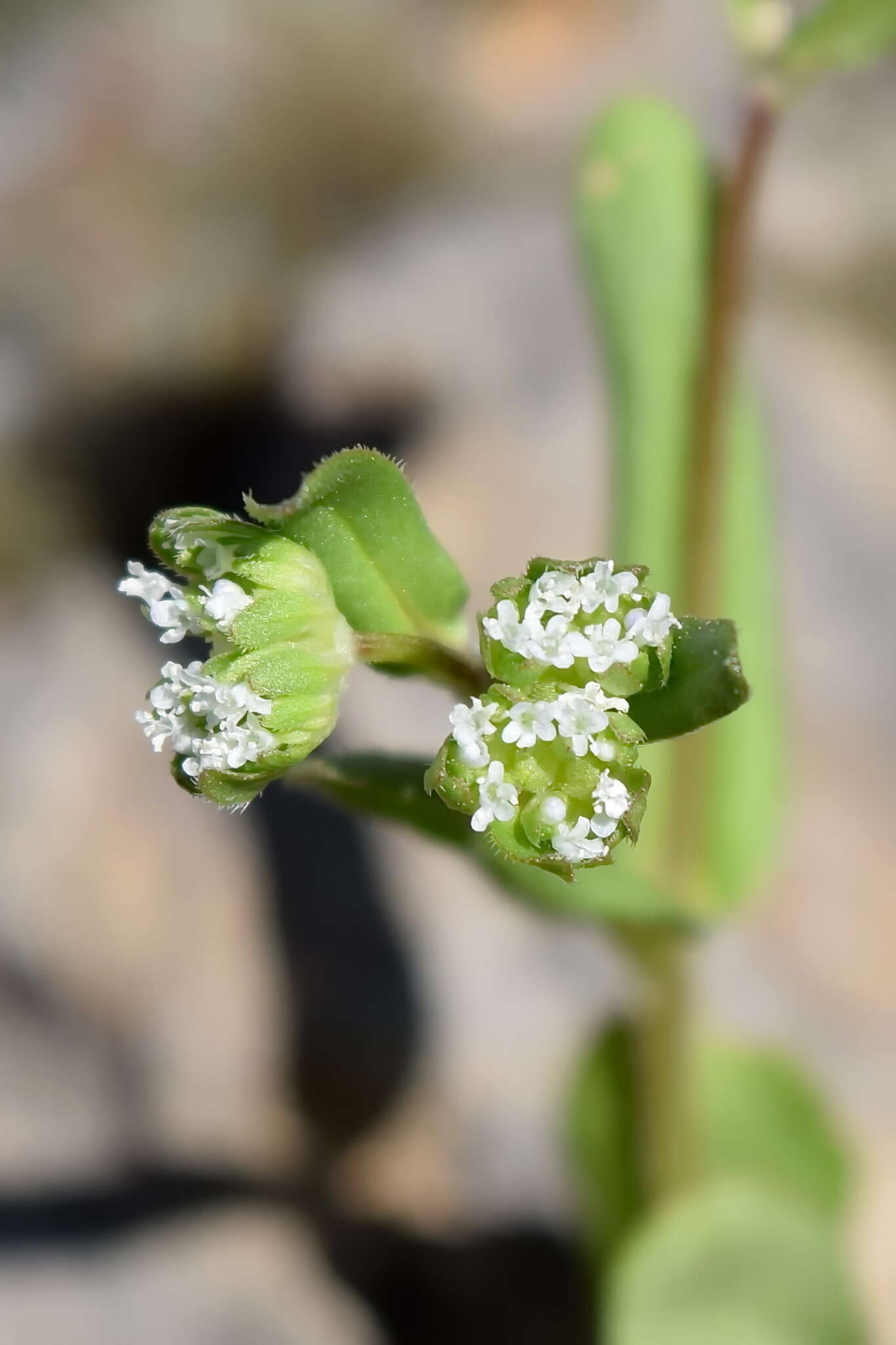 Image of European cornsalad