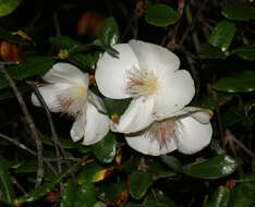 Слика од Eucryphia lucida (Labill.) Baillon