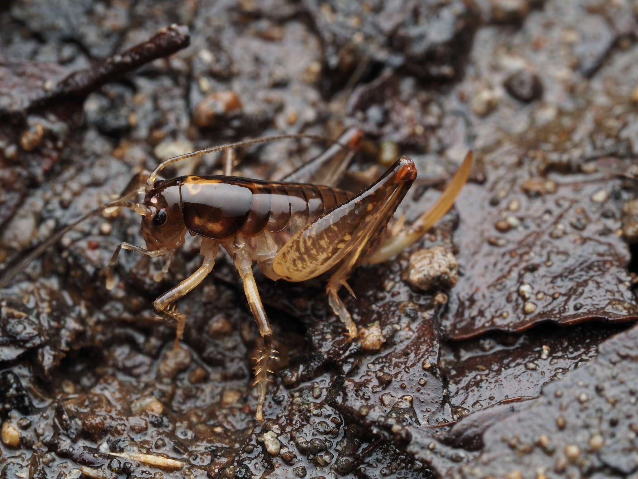 Image of Hemiandrus brucei Taylor Smith, Trewick & Morgan-Richards 2016