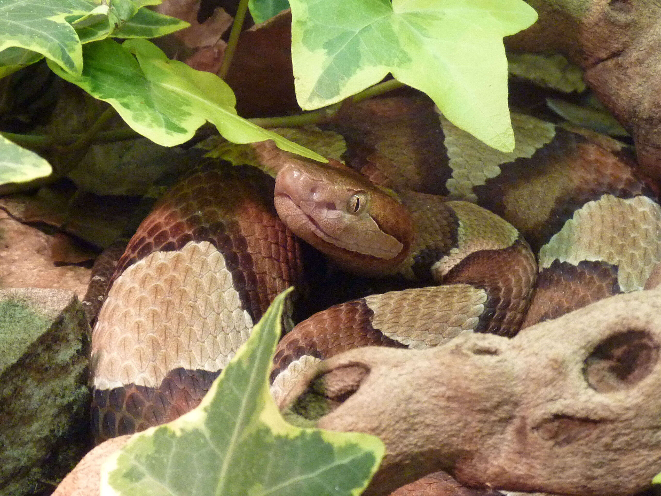 Image of Copperhead