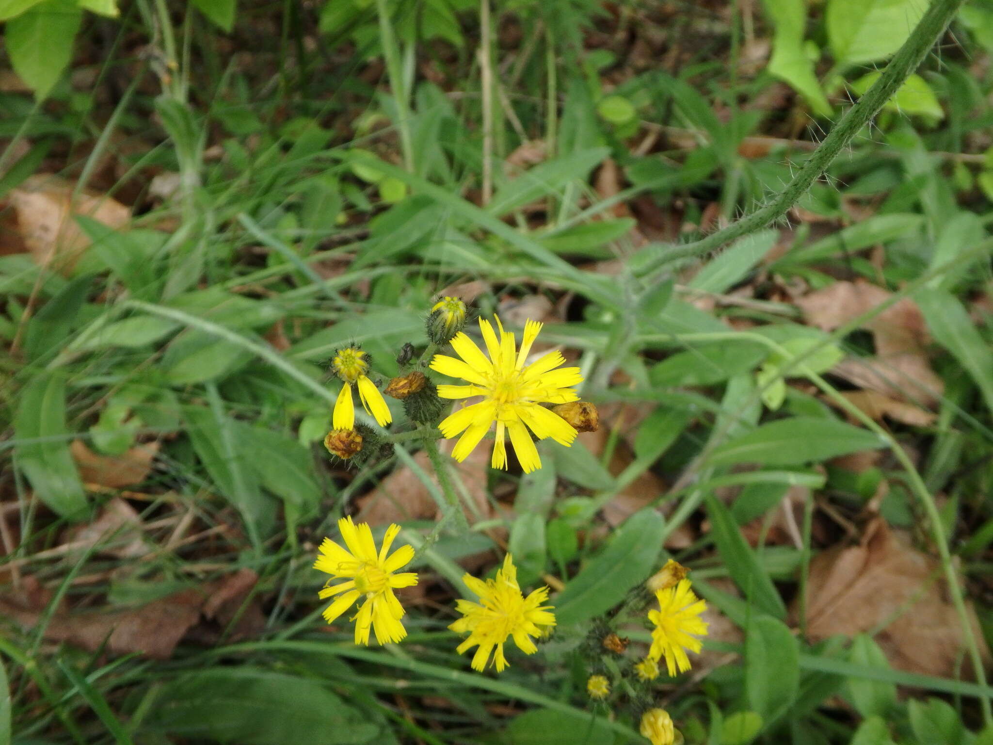 Image of Pilosella caespitosa (Dumort.) P. D. Sell & C. West