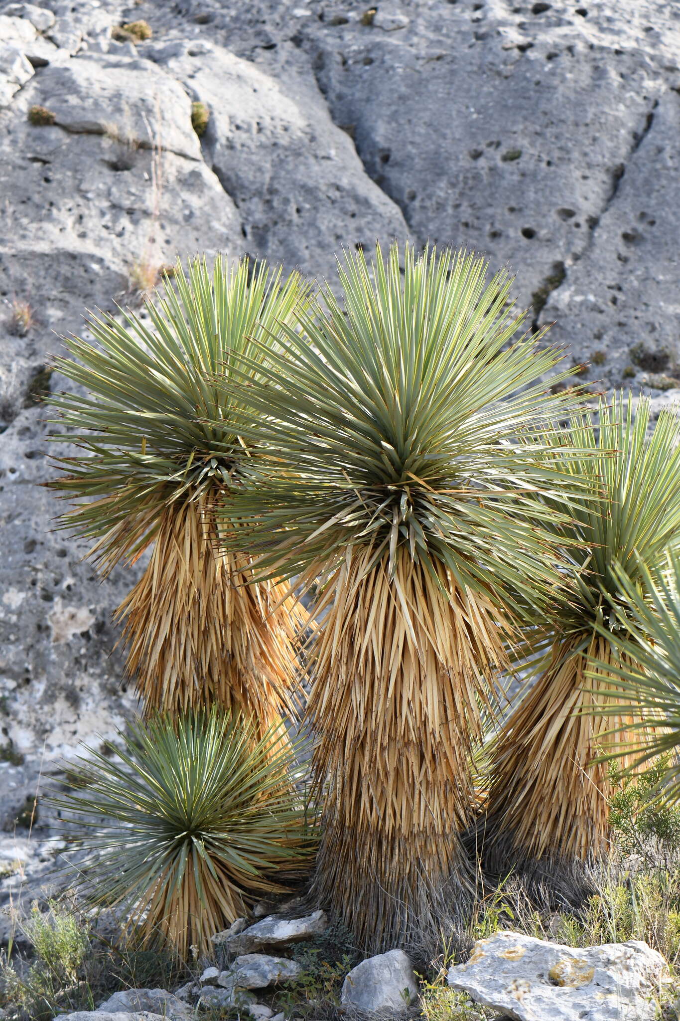 Слика од Yucca thompsoniana Trel.