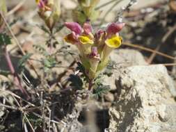 Image of Scutellaria orientalis subsp. orientalis