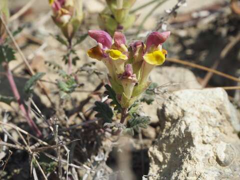 Scutellaria orientalis subsp. orientalis的圖片