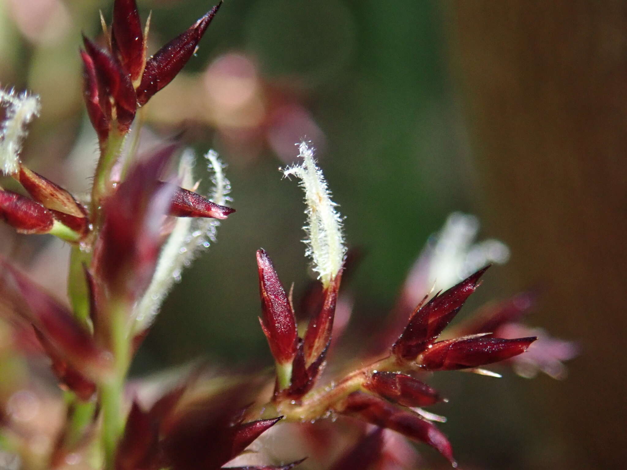 Scleria harlandii Hance的圖片