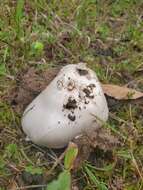 Image de Amanita spreta (Peck) Sacc. 1887