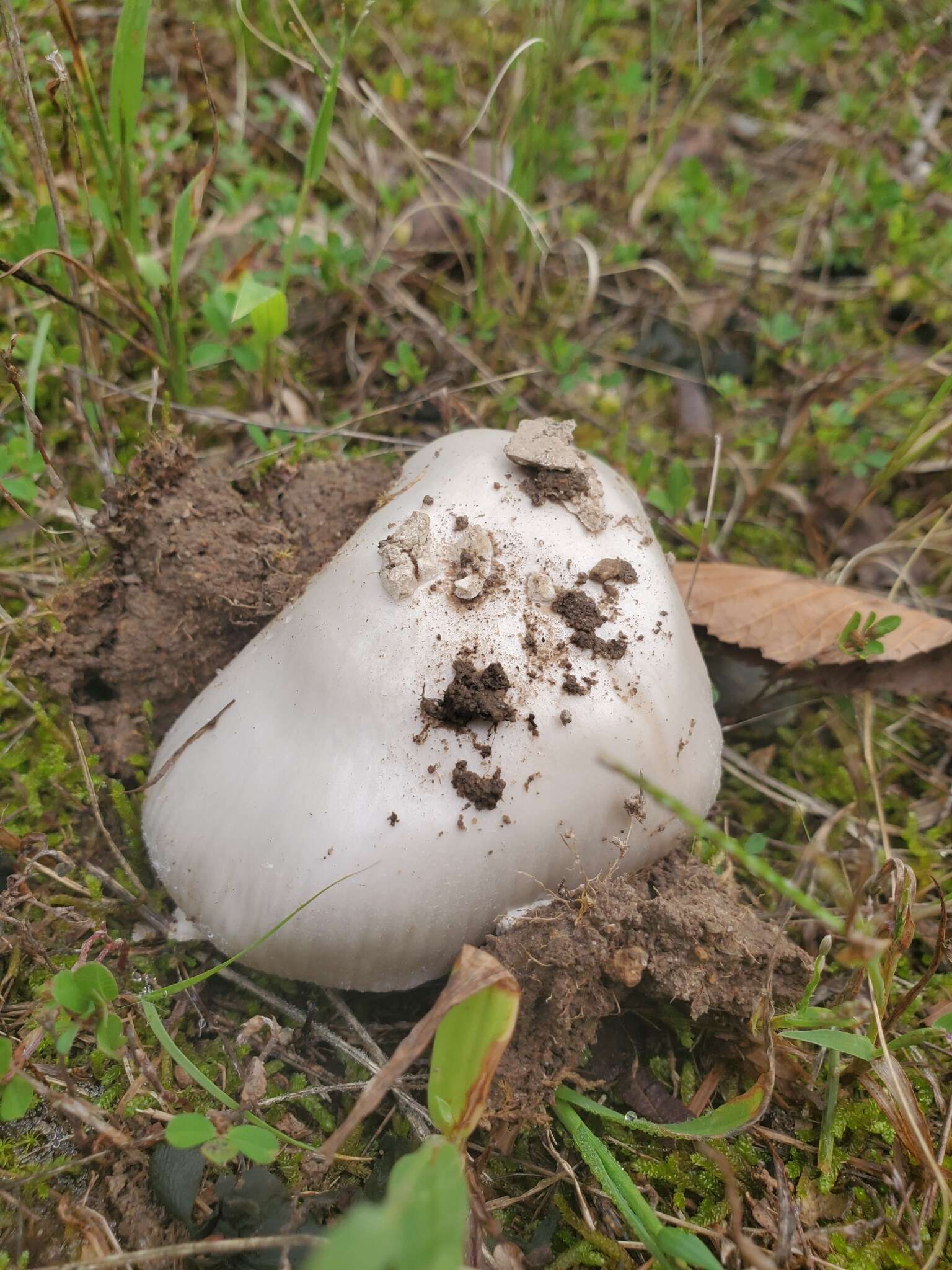 Слика од Amanita spreta (Peck) Sacc. 1887