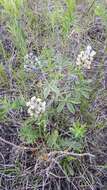 Image of large Indian breadroot