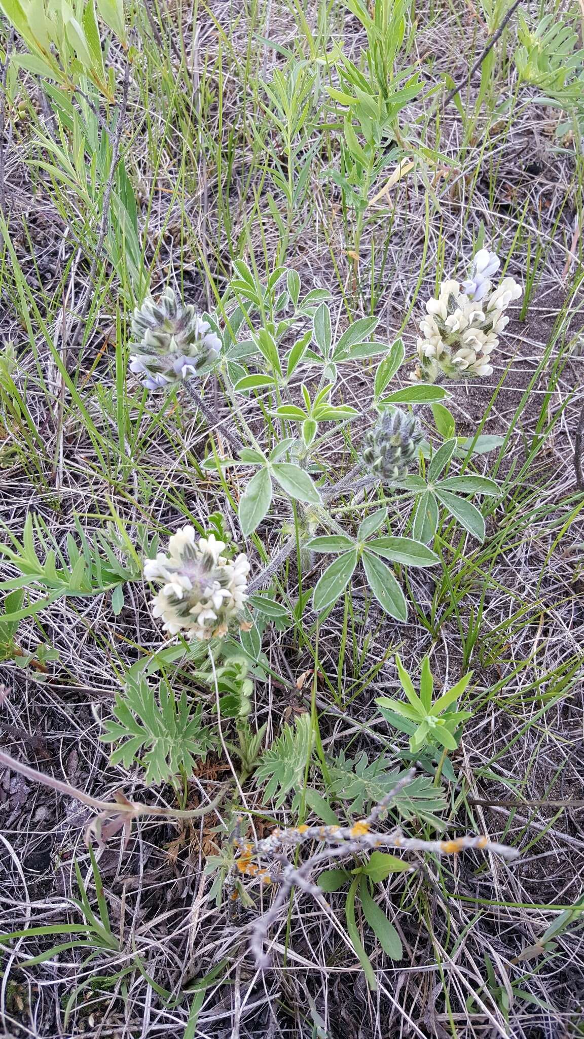 Image of large Indian breadroot