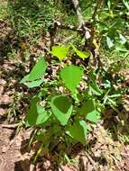 Image of Homalanthus stillingifolius F. Muell.