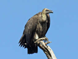 Image of White-backed Vulture