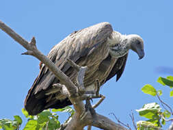 Image of White-backed Vulture