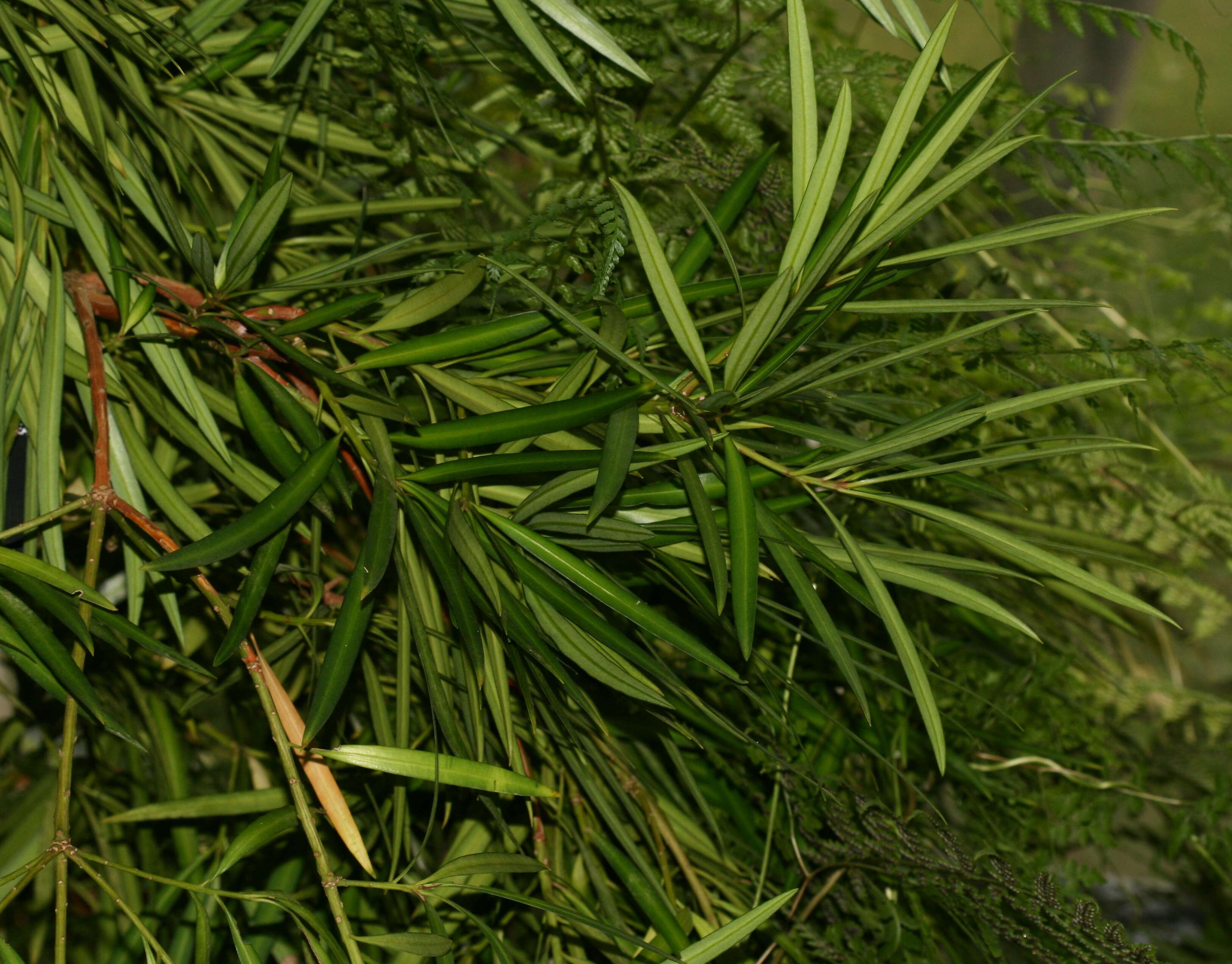 Podocarpus nakaii Hayata resmi