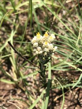 Image de Helichrysum rugulosum Less.