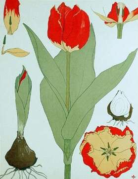 Image of Didier's tulip