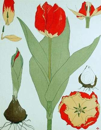 Image of Didier's tulip