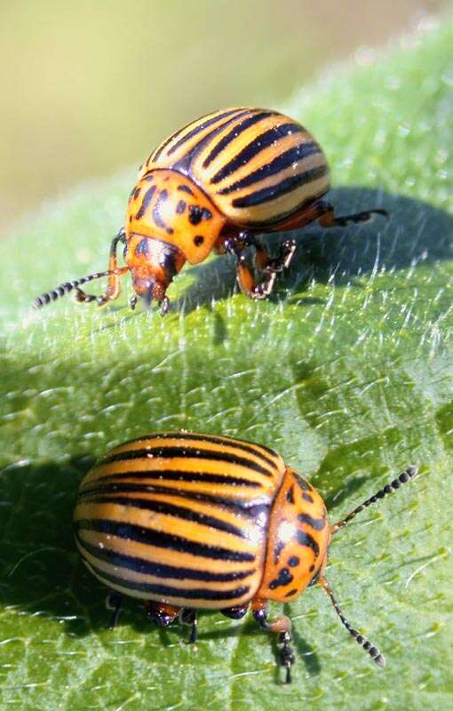 Image of Colorado potato beetle