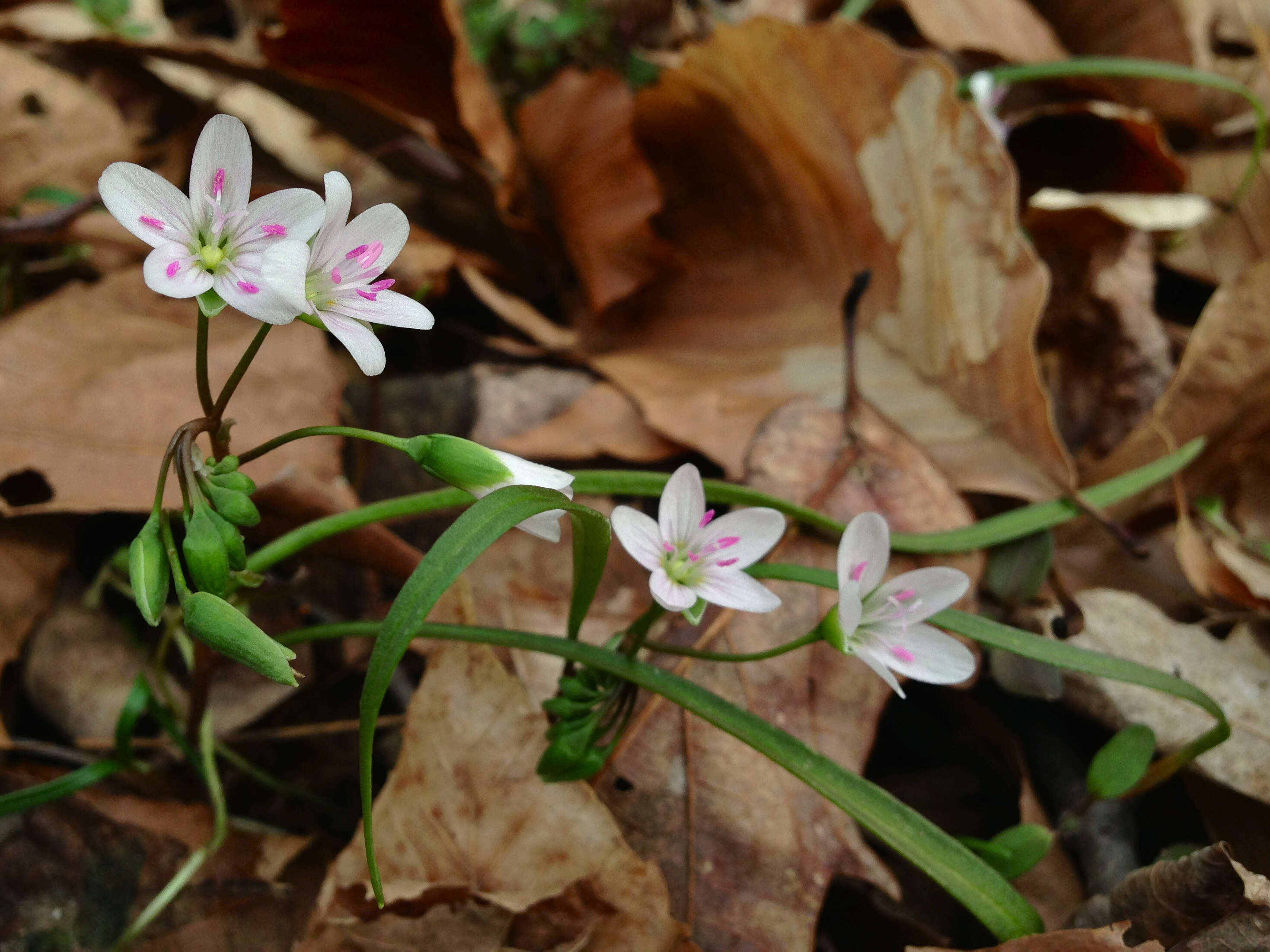 Image of Virginia springbeauty