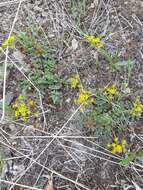 Lomatium hallii (S. Wats.) Coult. & Rose resmi