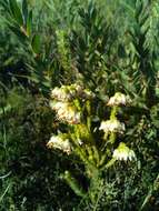 Image of Erica bruniifolia Salisb.