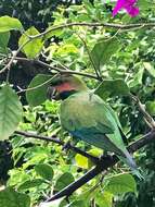 Image of Long-tailed Parakeet