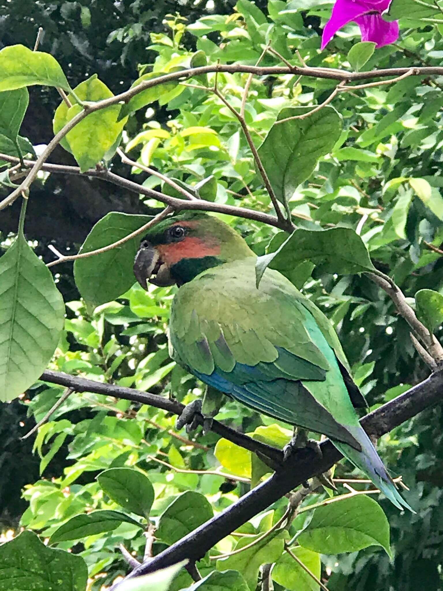 Image of Long-tailed Parakeet