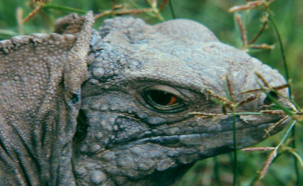 Image of Cayman Island Ground Iguana