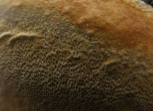 Image de Phellinus pomaceus (Pers.) Maire 1933