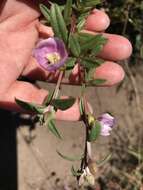 Plancia ëd Clarkia davyi (Jepson) H. & M. Lewis