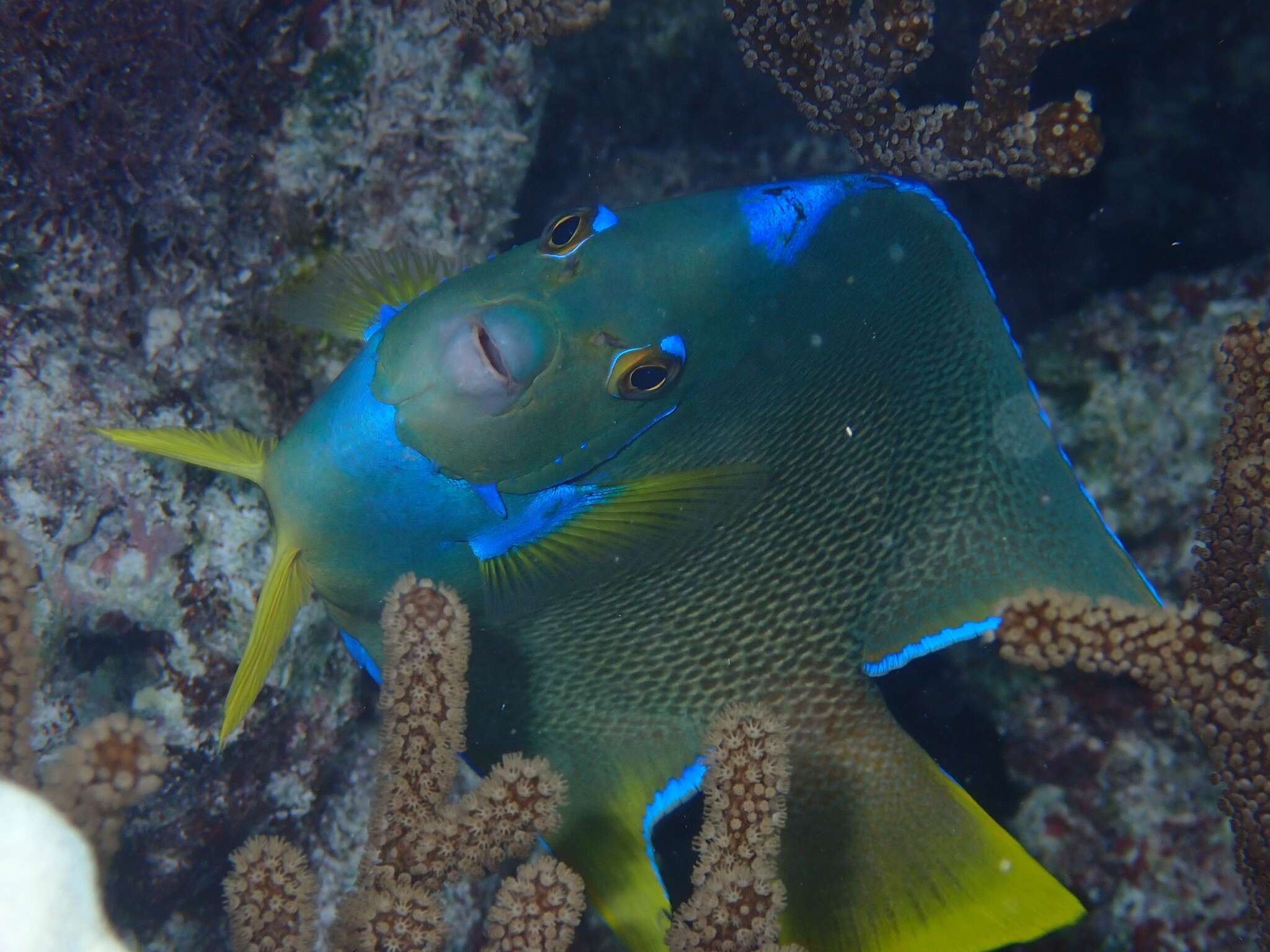 Image of Angelfish