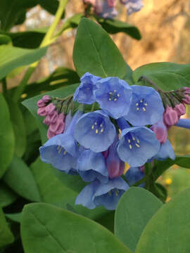 Image of Virginia Bluebell