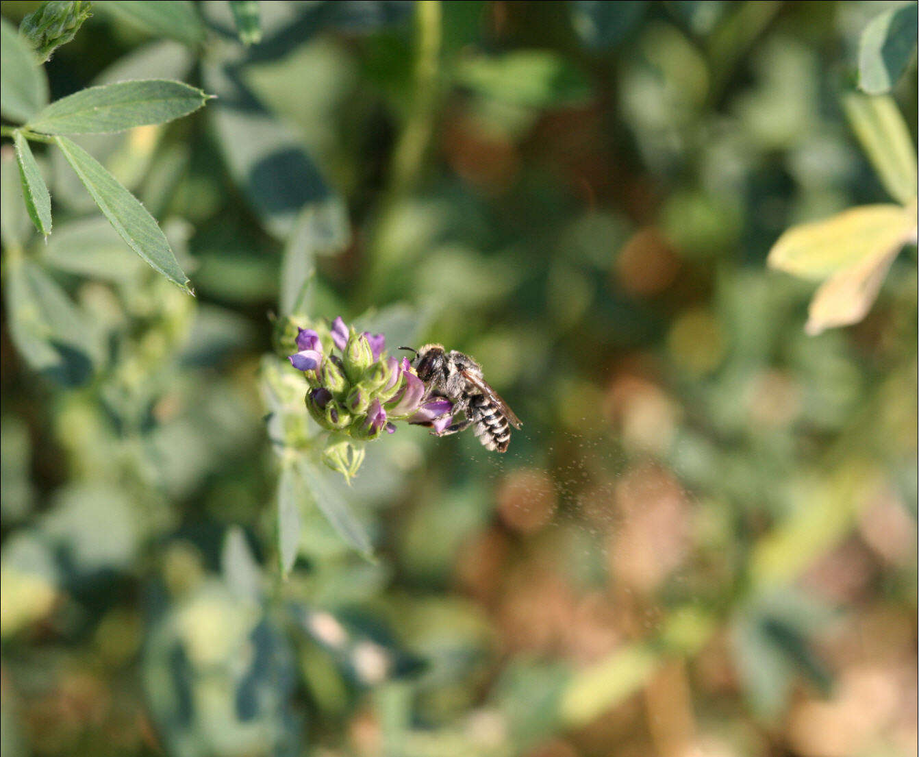 Image of Alfalfa Leafcutter Bee