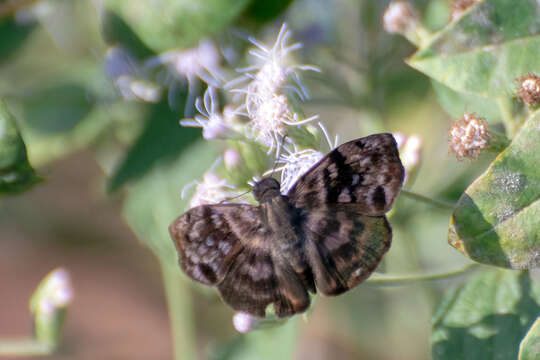 Image of <i>Ebrietas <i>anacreon</i></i> anacreon