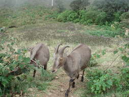 Image of Nilgiritragus Ropiquet & Hassanin 2005