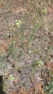 Image of Erysimum crassipes Fisch. & C. A. Mey.