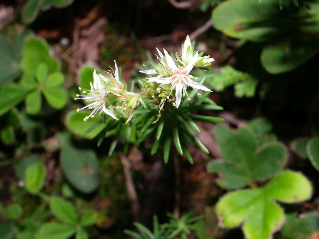 Слика од Sedum guadalajaranum S. Wats.