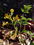 Corydalis flavula (Raf.) DC.的圖片