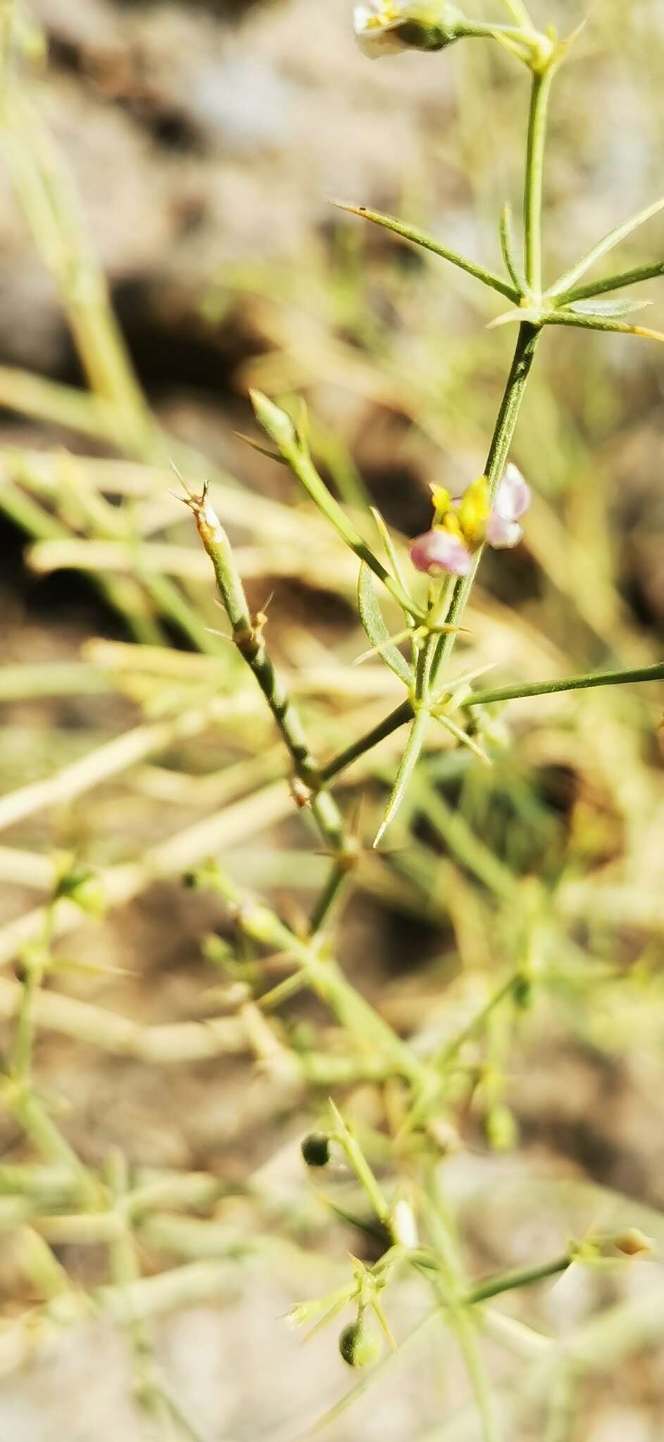 Image of Fagonia indica Burm. fil.