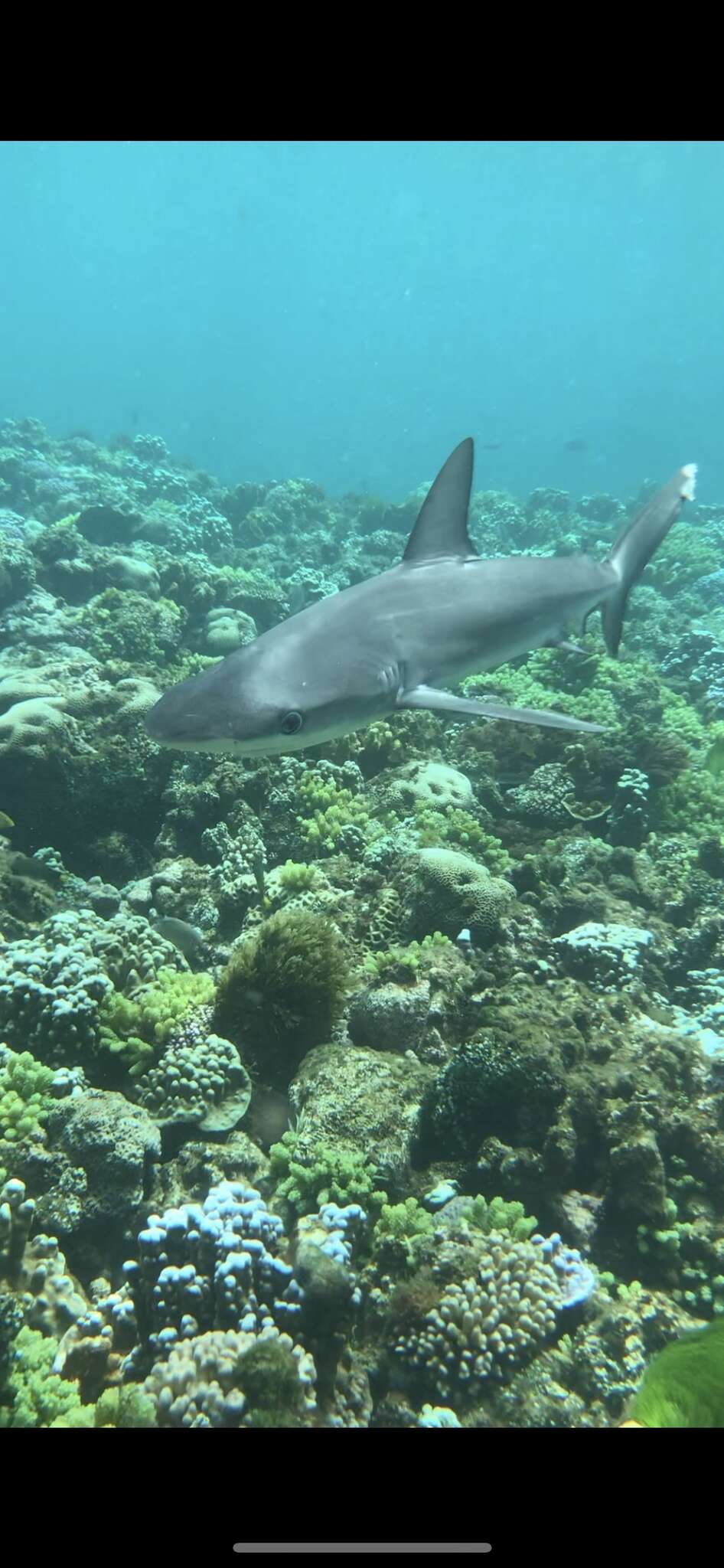 Image of Galapagos Shark