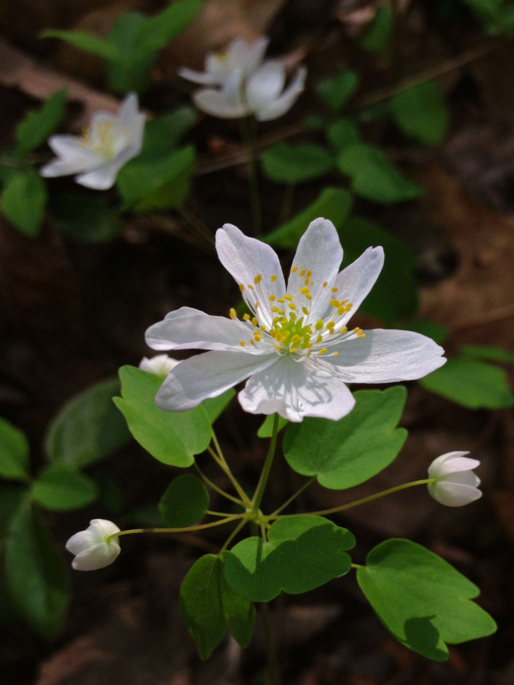 Image of Rue-Anemone