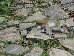 Image of Toque macaque