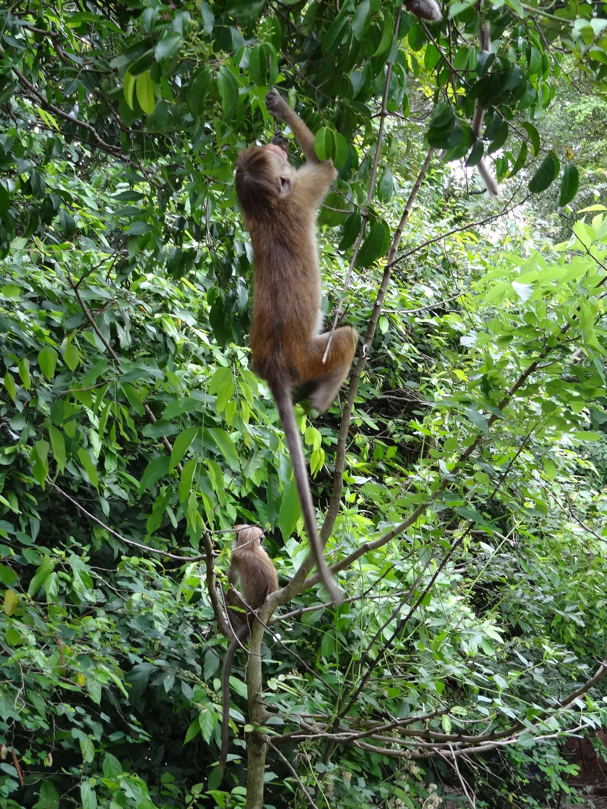 Image of Toque macaque