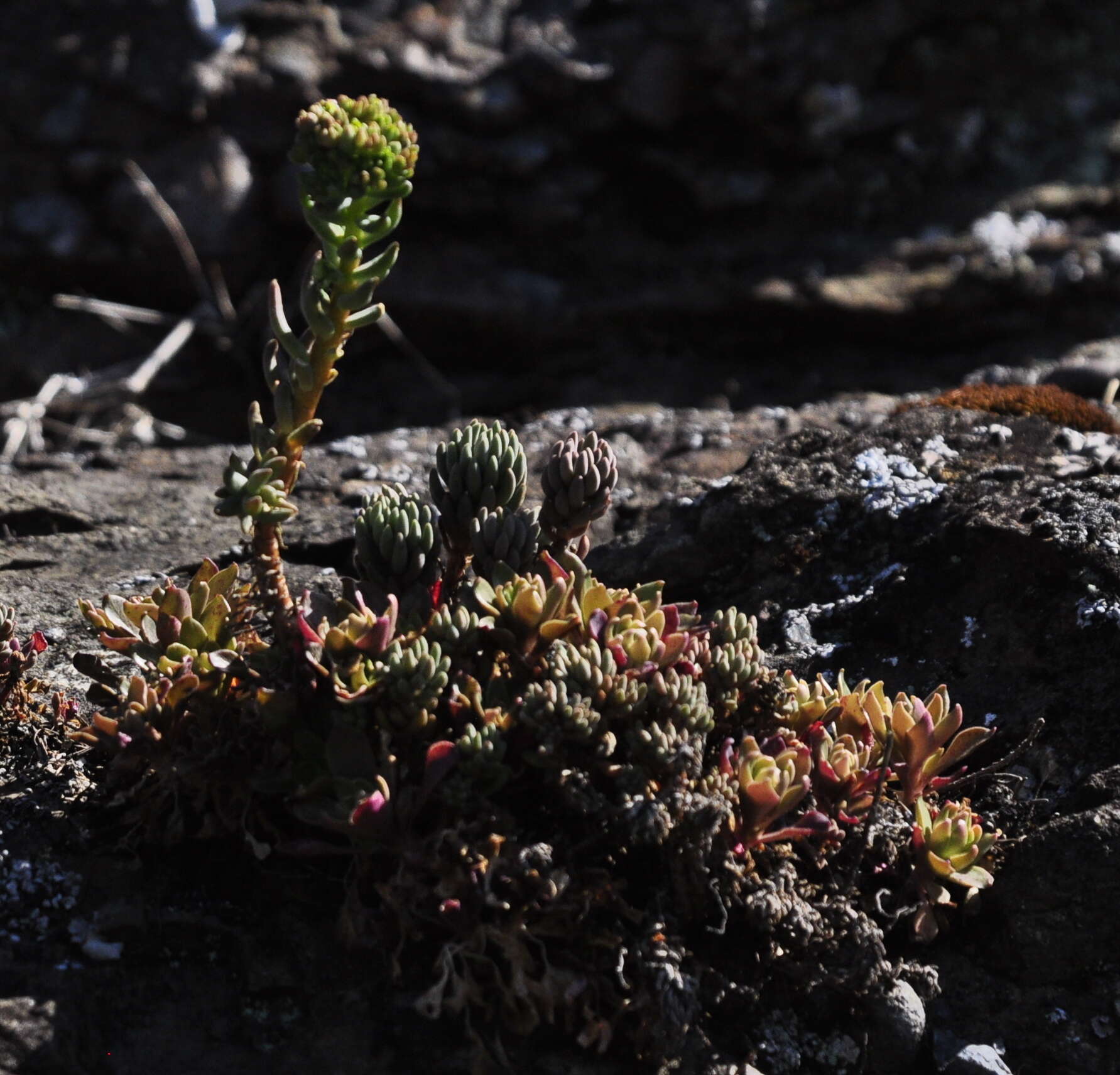 Image of spearleaf stonecrop