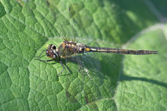 Image of northern emerald