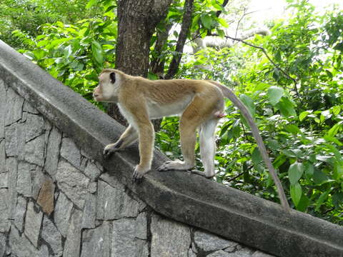 Image of Toque macaque