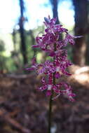 Image of Blotched hyacinth-orchid