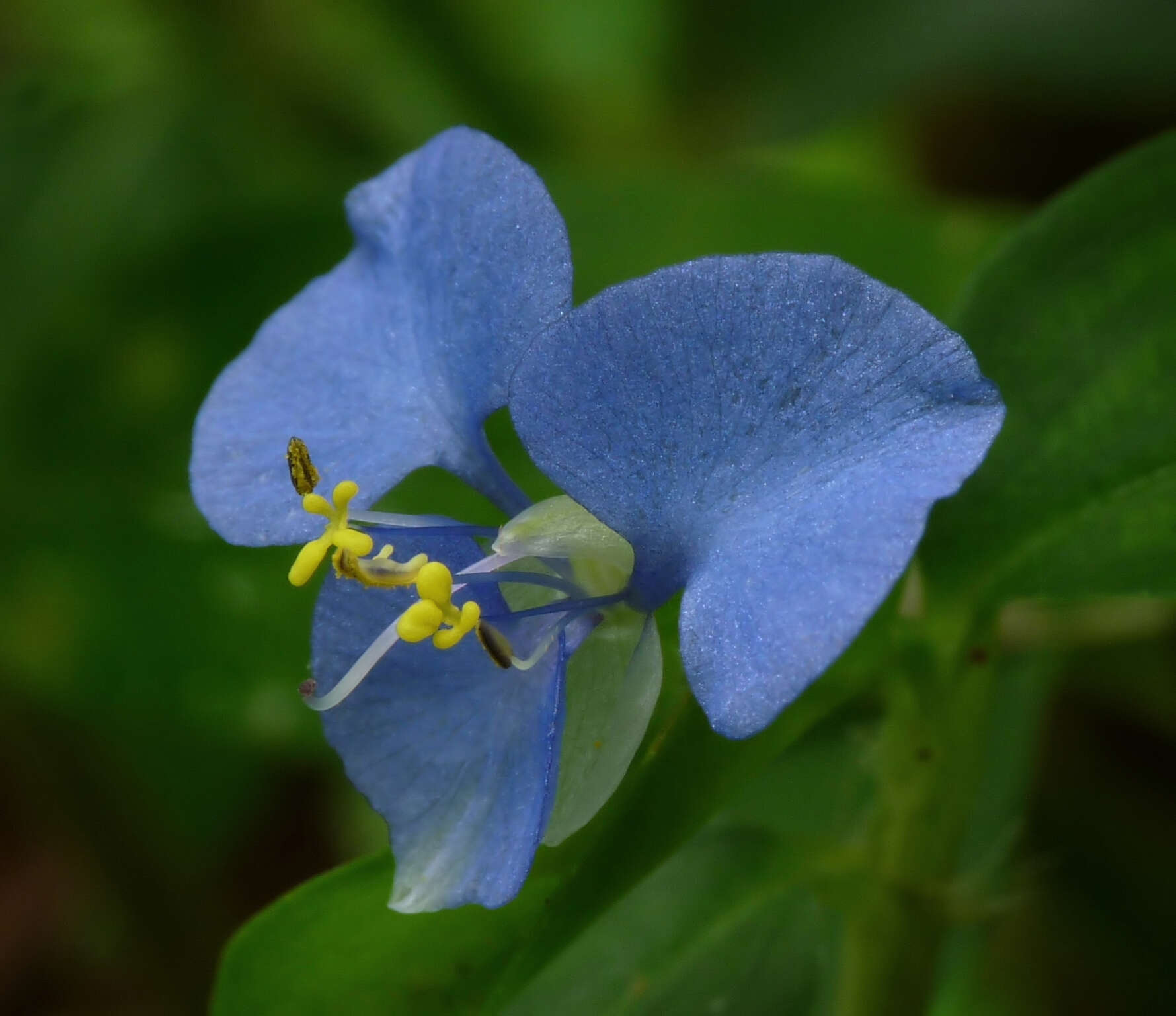 صورة Commelina forskaolii Vahl