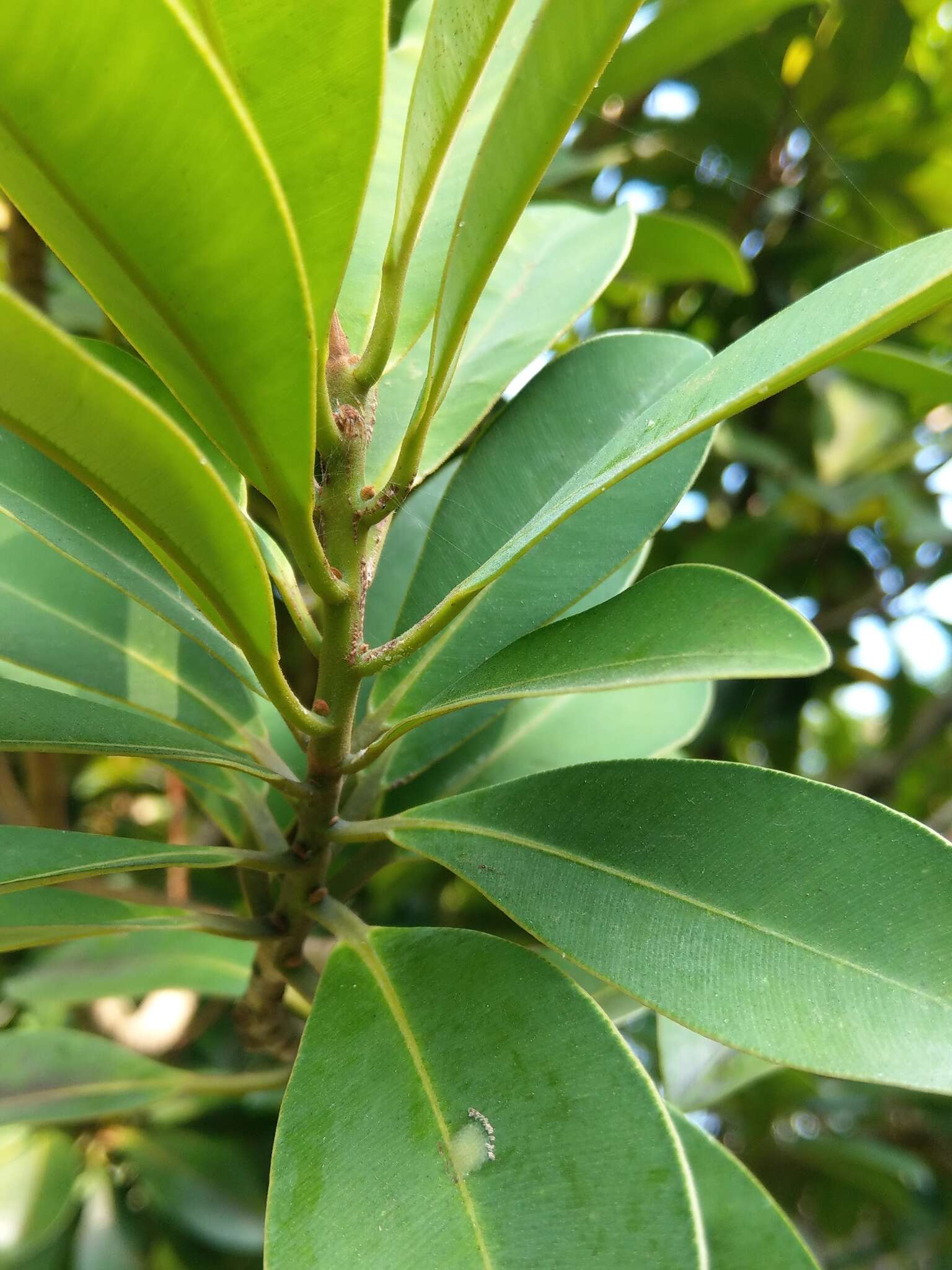 Image of Calophyllum blancoi Planch. & Triana